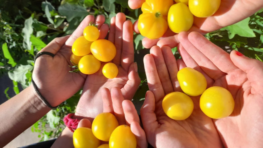 imagen La huerta escolar abrió el ciclo 2026 con una cosecha compartida