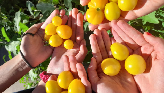 imagen La huerta escolar abrió el ciclo 2026 con una cosecha compartida