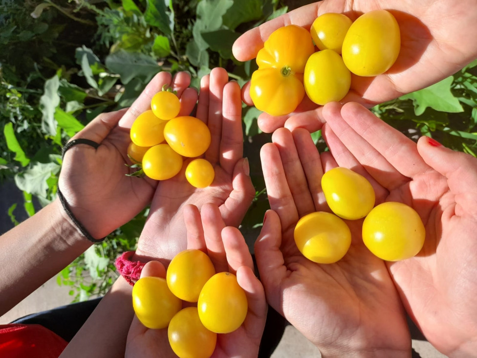 imagen La huerta escolar abrió el ciclo 2026 con una cosecha compartida